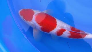 video van Yondan Kohaku KO-V23-0299