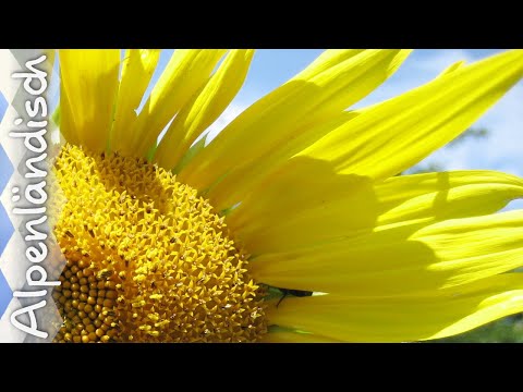 Kathi Stimmer-Salzeder - Aber heit