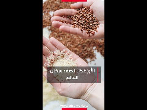 شاهد بالفيديو.. الأرز غذاء نصف سكان العالم