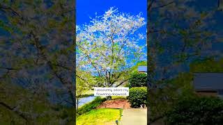 Flowering Dogwood | Landscaping | Homeowner | Plant Mom