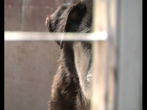 Quale medicina al meglio da vermi per bambini I parassiti di vermi come liberarsi