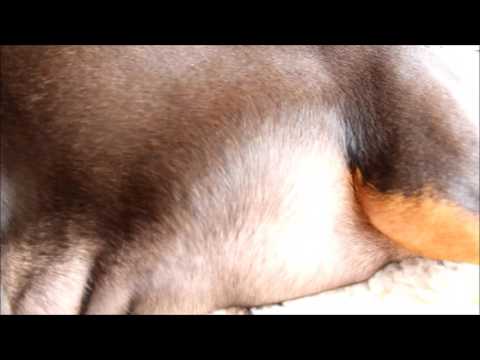 Das Wunder des Lebens - Welpenbewegungen Heidi