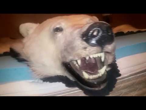 Canadian Polar Bear Rug