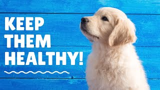 10 Reasons Why Your Dog Has Diarrhea (With Quick Remedies)
