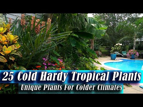 , title : 'Cold Hardy Tropical Plants / Unique Plants For Cold Climates'