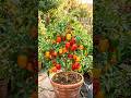 🫑 Grow 100+ Bell Peppers in One Pot! 🌱🤯 Easy Gardening Hack #Shorts