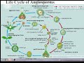 Life Cycle Of Angiosperms Chp 9 Angiosperms Botany Bsc