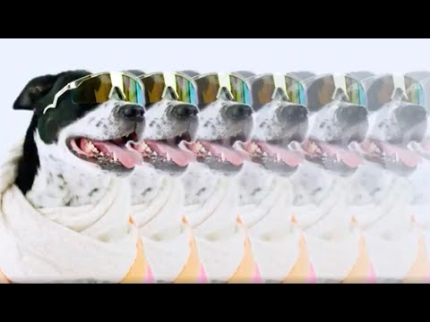 BARK - BarkBox video thumbnail