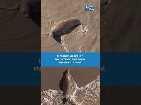 Mistério: elefante-marinho encontrado morto pode ser “Leôncio” #BalançoGeralAL