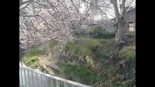preview picture of video '桜トンネル　飛鳥川（奈良県橿原市）Kashihara-shi, Nara'