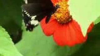 Intro/ Edited version of emo song by Starting line