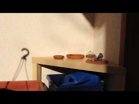 2016-04-12 Blue tit hopping around and eating