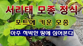 [텃밭농부 1,593]  서리태 모종 정식. #서리태재배