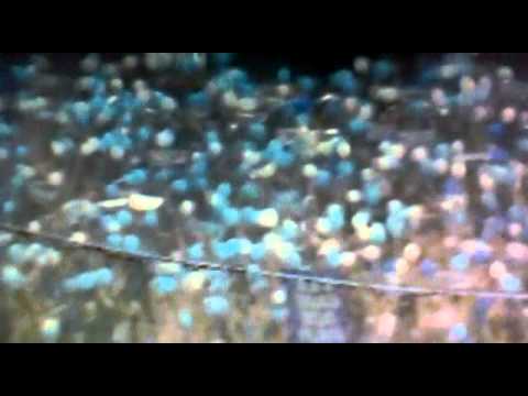 ŽELJO I MANIJACI U ZENICI    čelik-ŽELJEZNIČAR 0-3 Finale Kup-a BiH