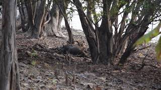 preview picture of video 'Tadoba Andhari Tiger Reserve - Maya's Cub feasting on the kill'