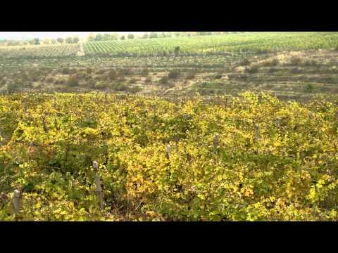 Vrancea Media TV: GAL Podgoria Panciu