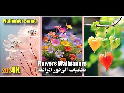 Flowers Wallpapers