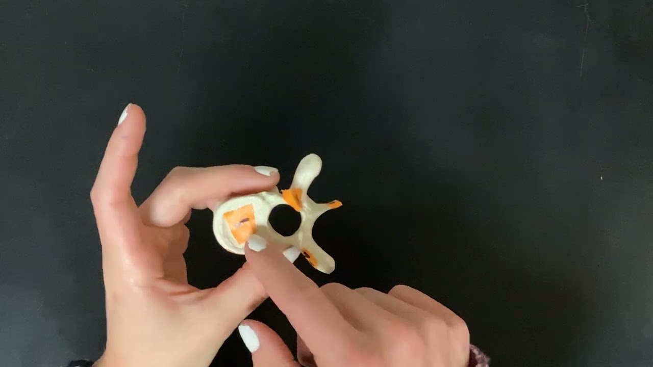thoracic vertebrae model_quiz review video