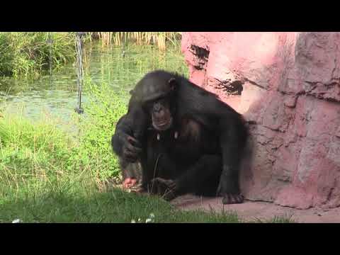 chimp Alexandra with kojo - summer idyll