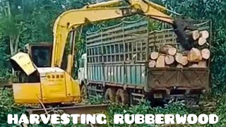 Cutting Down Rubber Trees for Timber | Sustainable Rubberwood Logging 🌳
