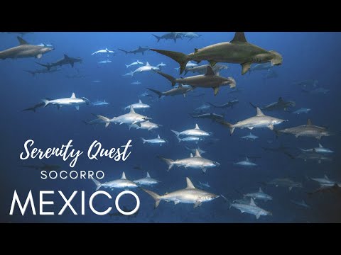 THE PELAGIC KINGDOM OF SOCORRO︱REVILLAGIGEDO ISLANDS︱MEXICO ︱BEST PACIFIC SCUBA DIVING︱4K HDR VIDEO