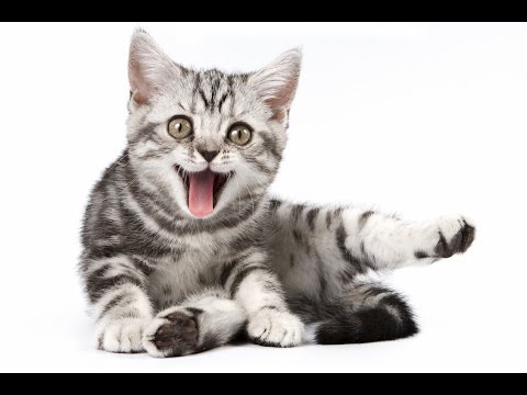 10 Hauskaa Kissavideota