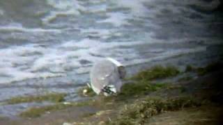 preview picture of video 'Sabine's Gull - September 2011, Grafham Water, Cambridgeshire, UK'
