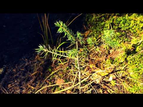 Pastorałka - Piosenki harcerskie