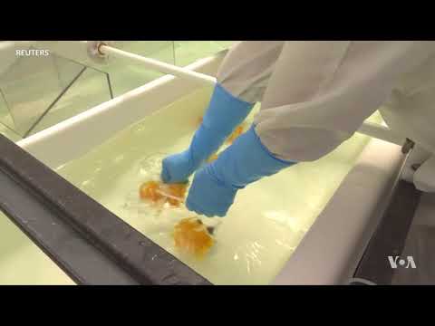 Scientists Extract Uranium Powder from Seawater with Yarn