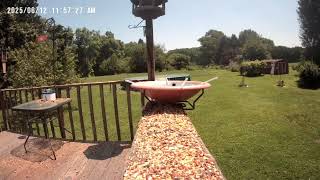 Archive Files of Birdbath Cam Compilation 20250613 D