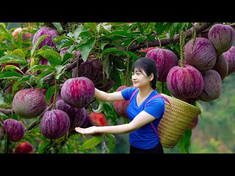 Amazing! Harvesting sweet giant tropical organic marina apple- How to traditional tropical fruit tea