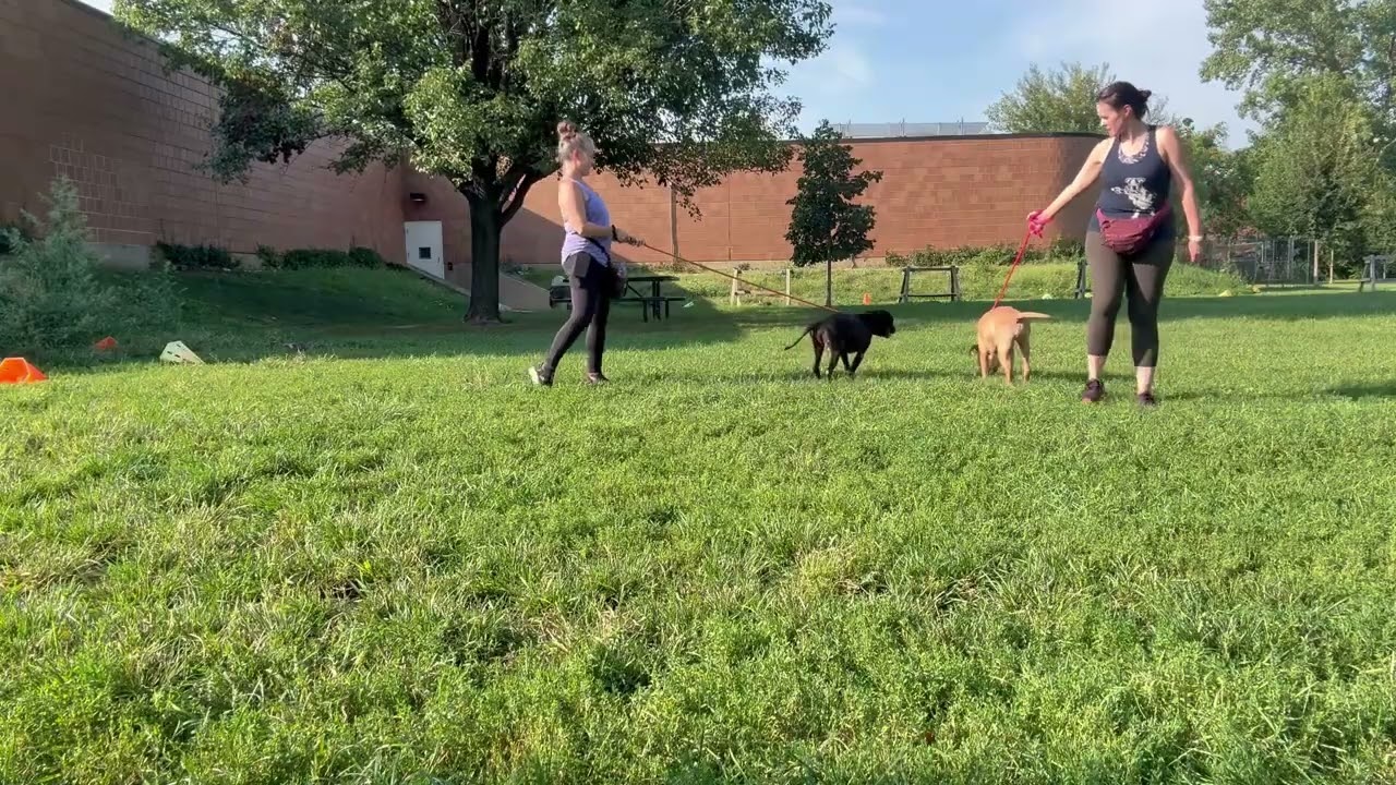 Enlarge Svanasana, a Adoptable Pit Bull Terrier in Chicago, IL video 6/6