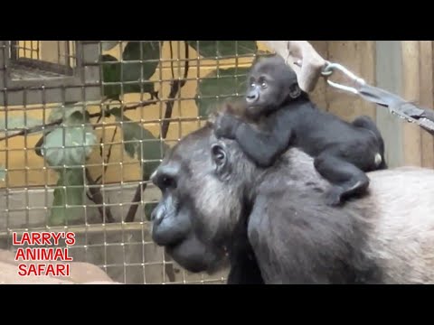 Baby Gorilla - Jameela with Freddie   #gorillas
