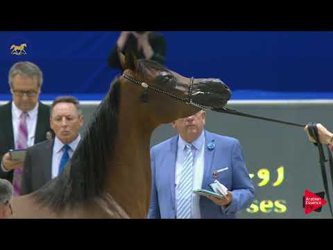 N.85 AL ARYAM HAMRA - Dubai 2019 - Mares in age 4- 6 years old