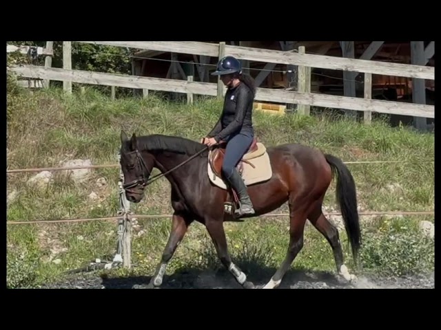 ideal amateur Jument CCE/CSO SF