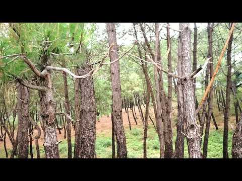 Pine Trees & Beautiful Sounds of Birds