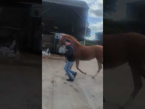 3 yr old filly x esi indigo**New video** - Image 2