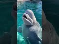 Beluga whale vocalization!