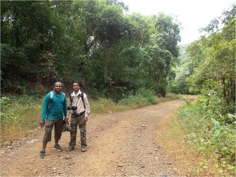 download lagu mp3 mp4 How To Reach Tungareshwar National Park, download lagu How To Reach Tungareshwar National Park gratis, unduh video klip How To Reach Tungareshwar National Park