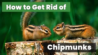 Uncover the Best Methods for How to Get Rid of Chipmunks Quickly!