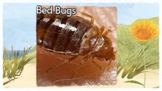 preview picture of video 'Official Pest Control Sanger CA 93657 559-248-1155 Termite Treatment Sanger'