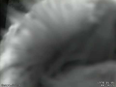 Screech Owl checking out the nest box - 02 Mar 2019c