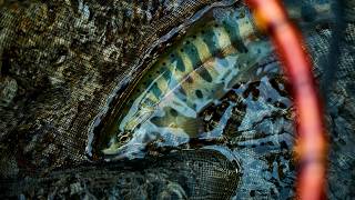 【渓流】奥飛騨高原川の渓魚と出会う【ヤマメ・イワナ】