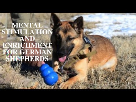 YouTube video about: Are car rides mental stimulation for dogs?