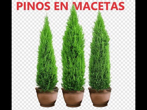 , title : 'PINOS en macetas (consejos del Jardinero)'