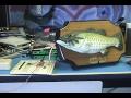 Fun With Mbed (Billy the Fish)