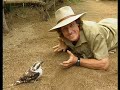 The Wiggles Learn About The Animals