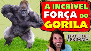 A incrível força do GORILA