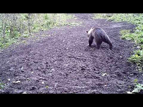 медведь с видеорегистратора Северо-Осети