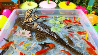 Download lagu Unboxing colorful ornamental fish, cute fish, koi fish, goldfish, catfish, chana, betta fish, gou... mp3 Download lagu Unboxing colorful ornamental fish, cute fish, koi fish, goldfish, catfish, chana, betta fish, gou... mp3